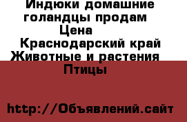 Индюки домашние голандцы продам › Цена ­ 1 - Краснодарский край Животные и растения » Птицы   